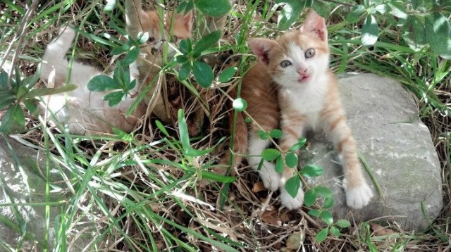 意甲球员转会市场热度不减，交易频繁，意甲转会一览2020