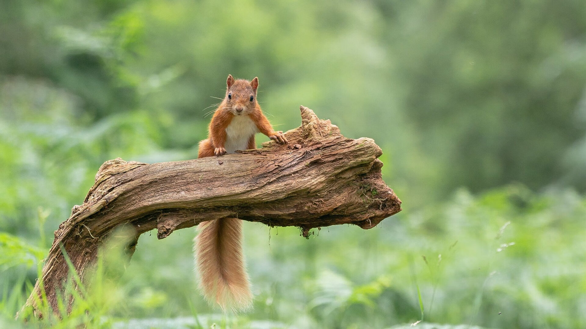 _绿能极限赛车:绿色动力的速度狂飙_,绿能电动车车型大全