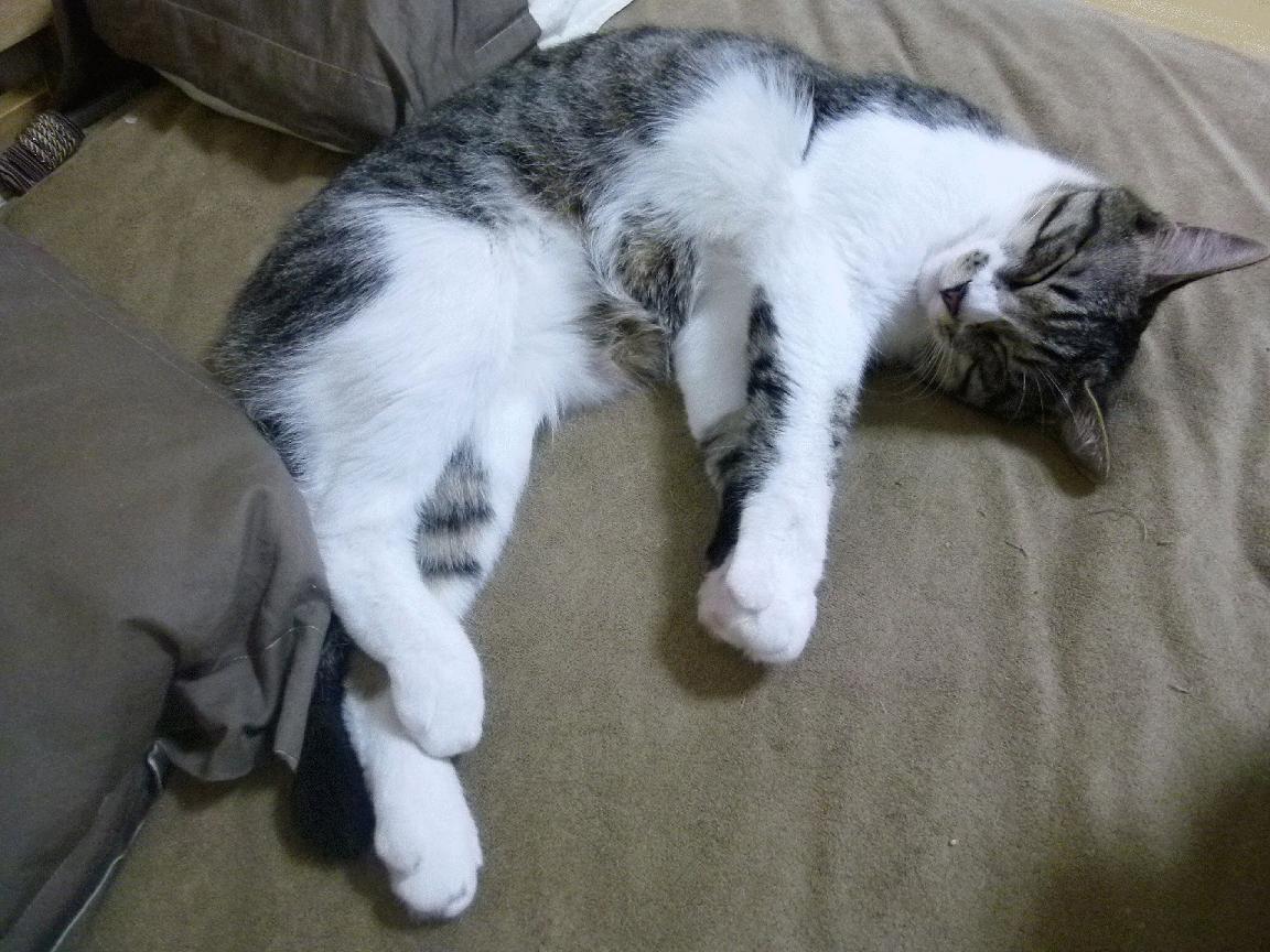 开云娱乐官网-史上最激烈“冠军夜”：精彩激战不断！，zq冠军之夜